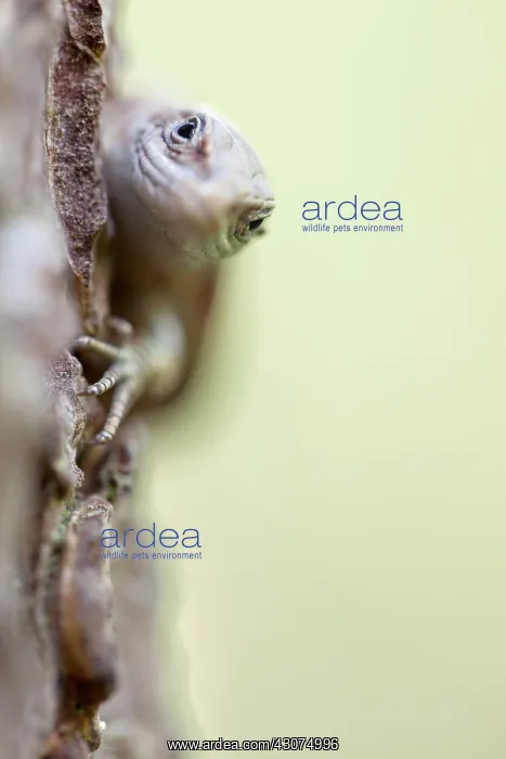 : Viviparous lizard : Viviparous lizard