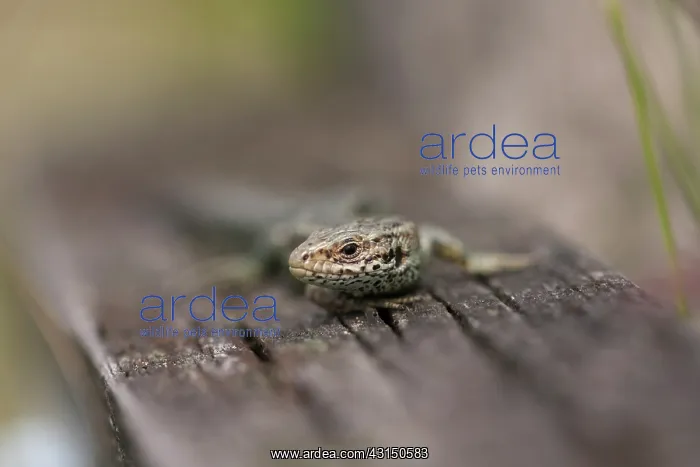 : Viviparous lizard : Viviparous lizard
