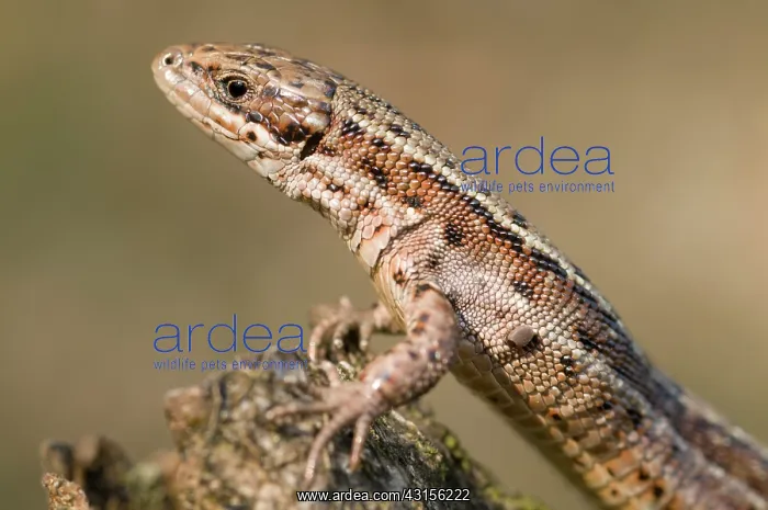 : Viviparous lizard : Viviparous lizard
