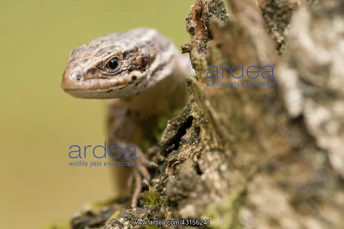: Viviparous lizard : Viviparous lizard