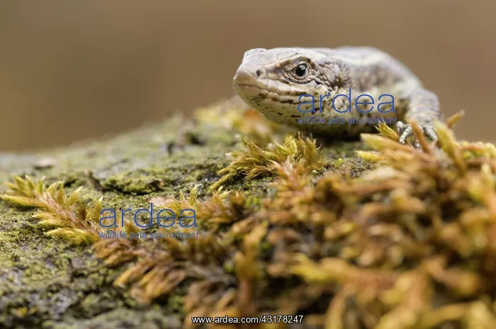 : Viviparous lizard : Viviparous lizard
