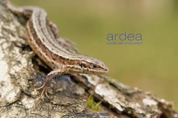 : Viviparous lizard : Viviparous lizard