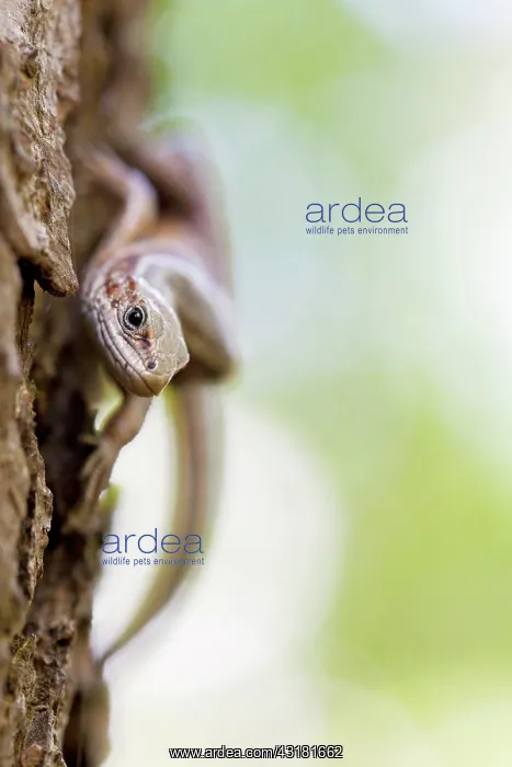 : Viviparous lizard : Viviparous lizard