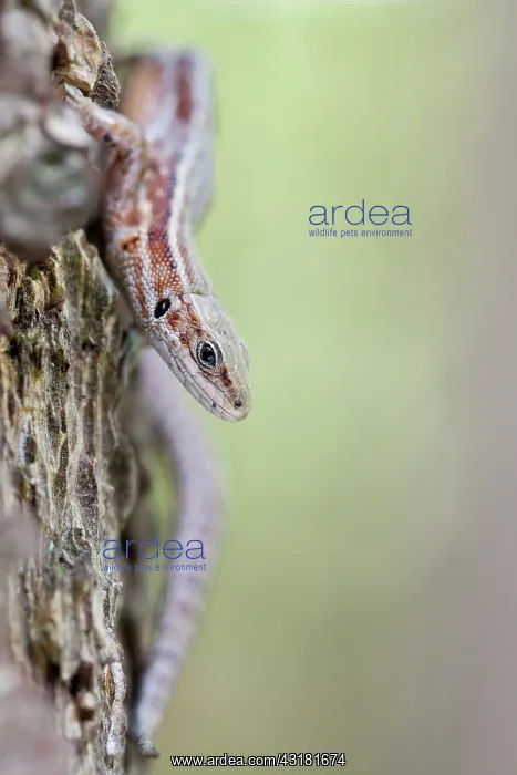 : Viviparous lizard : Viviparous lizard