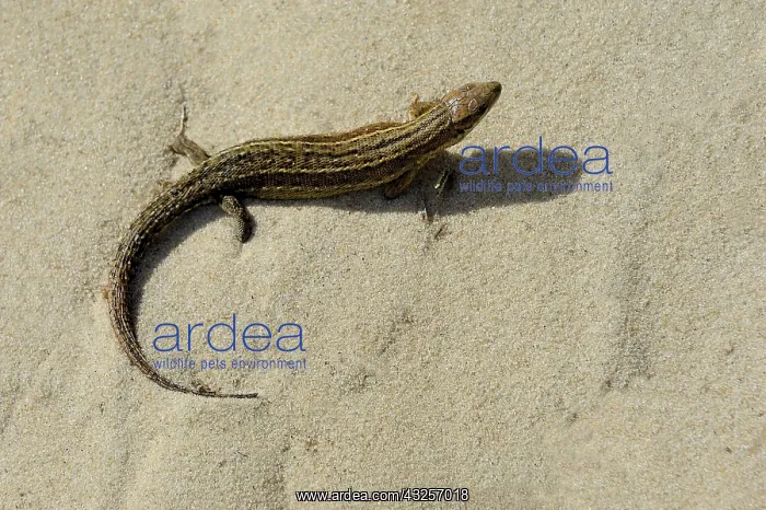 : Viviparous Lizard or Common Lizard (Zootoca viv : Viviparous Lizard or Common Lizard (Zootoca viv