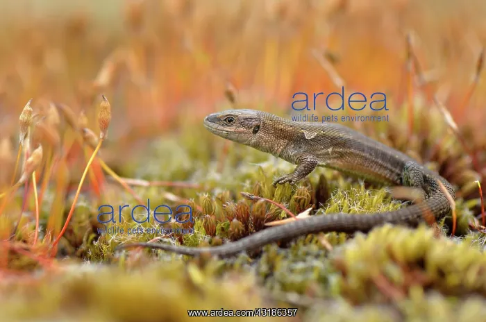  : Viviparous Lizard or Common Lizard (Zootoca vivipara)