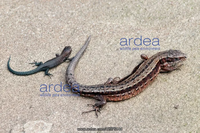 : Viviparous Lizard - with young - resting on stone : Viviparous Lizard - with young - resting on stone