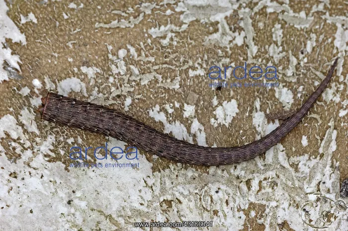 : Viviparous lizard (Zootoca vivipara, Lacerta vivipara) : Viviparous lizard (Zootoca vivipara, Lacerta vivipara)