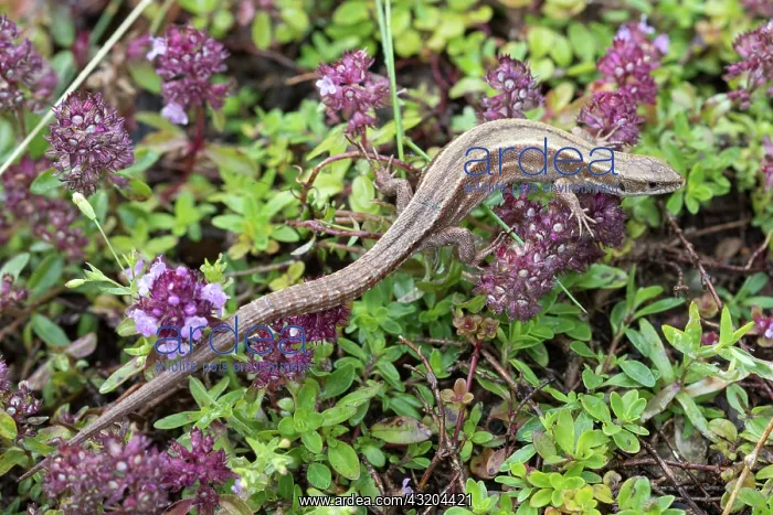 : Viviparous Lizard (Zootoca vivipara carniolica) : Viviparous Lizard (Zootoca vivipara carniolica)