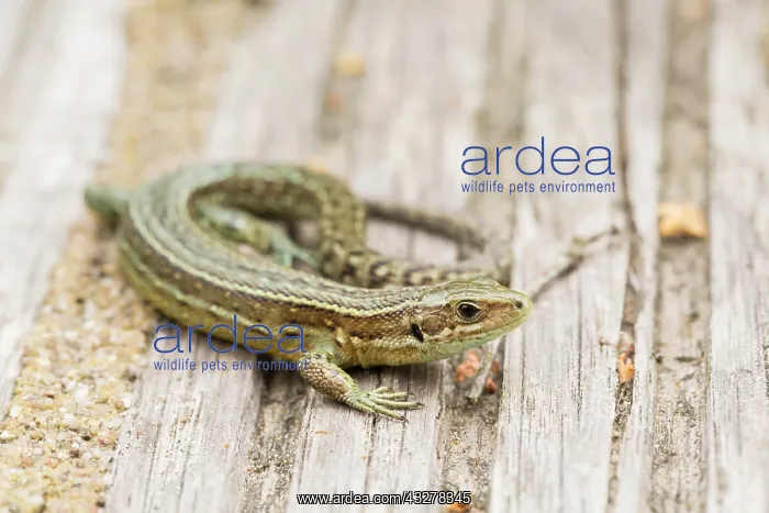 : Viviparous Lizard (Zootoca vivipara) resting on : Viviparous Lizard (Zootoca vivipara) resting on
