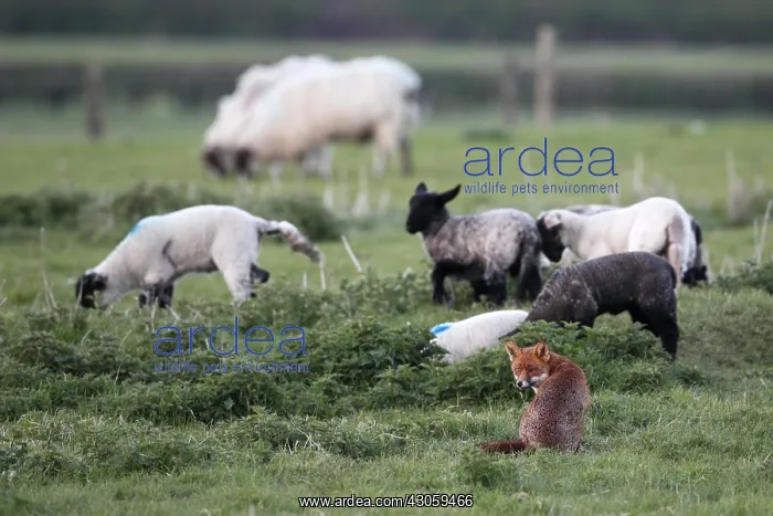 : Vixen with sheep in a meadow at sping GB : Vixen with sheep in a meadow at sping GB