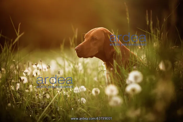 : Vizsla dog sits among dandelions in a meadow, Germany : Vizsla dog sits among dandelions in a meadow, Germany