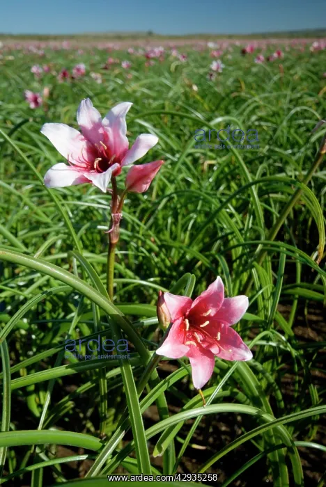 : Vlei Lilies - occur in temporary pools in grassland : Vlei Lilies - occur in temporary pools in grassland