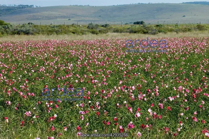  : Vlei Lily - view with hills, occur in temporary
