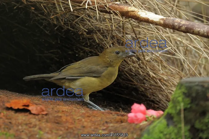 : Vogelkop Bowerbird : Vogelkop Bowerbird
