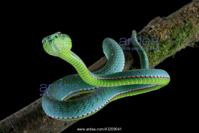 : Vogel's Pit Viper (Trimeresurus vogeli) : Vogel's Pit Viper (Trimeresurus vogeli)