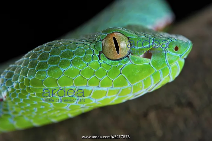 : Vogel's Pit Viper (Trimeresurus vogeli) : Vogel's Pit Viper (Trimeresurus vogeli)