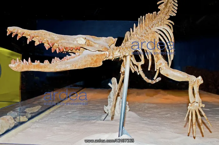 : Vogtle Whale Skeleton : Vogtle Whale Skeleton