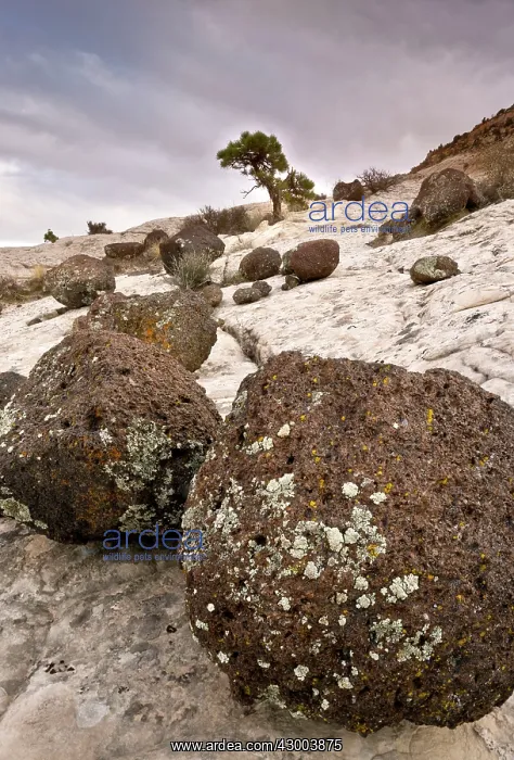 : Volcanic boulders : Volcanic boulders
