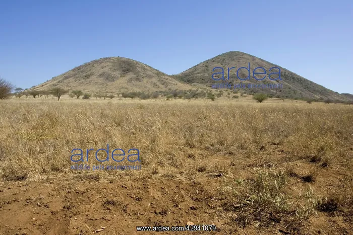 : Volcanic cones in Chyulu hills : Volcanic cones in Chyulu hills