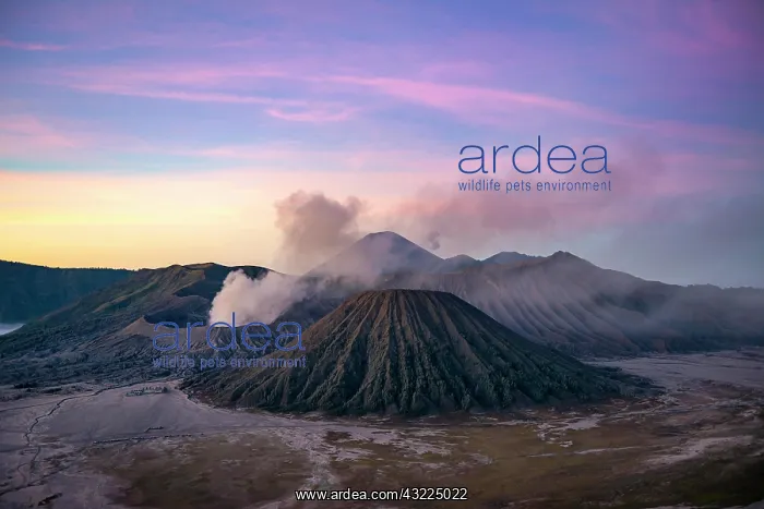: Volcanic landscape at sunrise, smoking volcano Gunung : Volcanic landscape at sunrise, smoking volcano Gunung