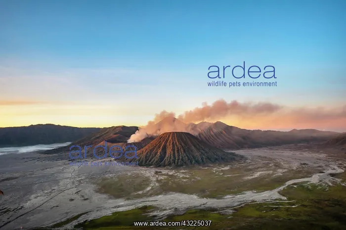 : Volcanic landscape at sunrise, smoking volcano Gunung : Volcanic landscape at sunrise, smoking volcano Gunung