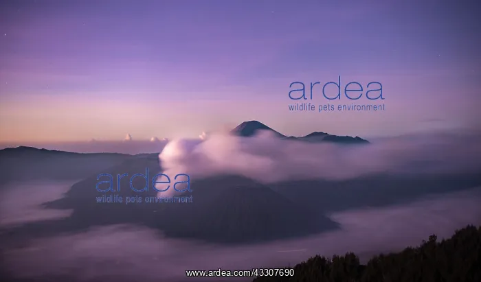 : Volcanic landscape at sunrise with starry sky, smoking : Volcanic landscape at sunrise with starry sky, smoking