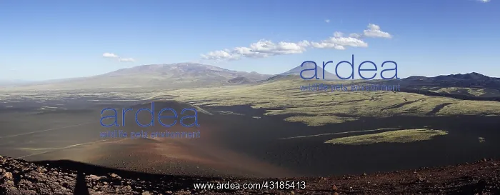 : Volcanic lunar landscape, Payun volcano in the background : Volcanic lunar landscape, Payun volcano in the background