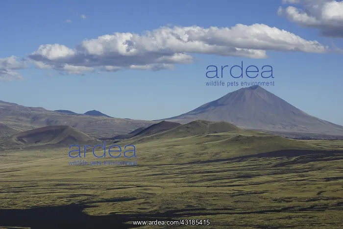 : Volcanic lunar landscape, Payun volcano in the background : Volcanic lunar landscape, Payun volcano in the background