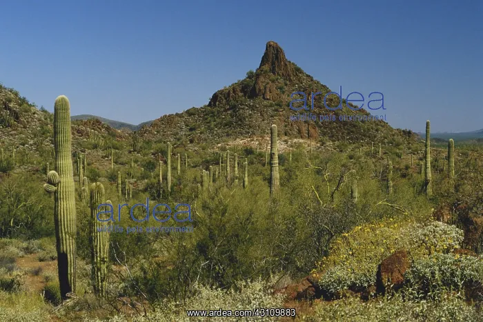 : Volcanic Plug, Sonoran Desert : Volcanic Plug, Sonoran Desert