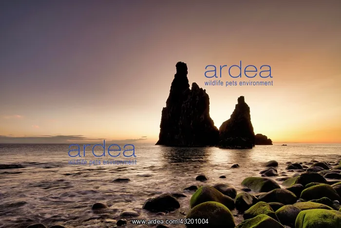 : Volcanic rock formation Ilheus da Rib, steep coast : Volcanic rock formation Ilheus da Rib, steep coast