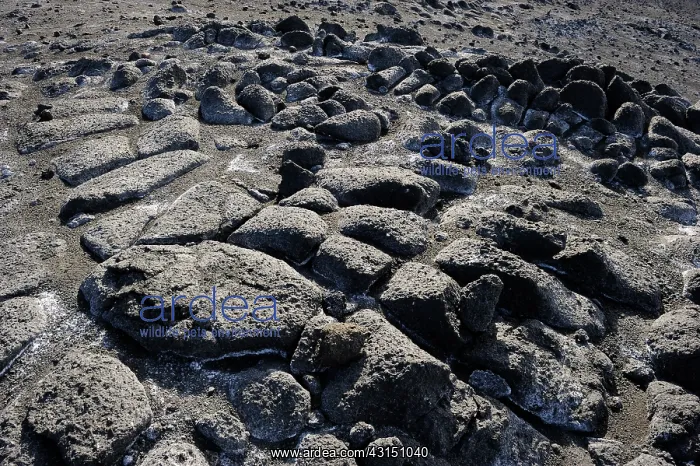 : Volcanic rocks close-up : Volcanic rocks close-up