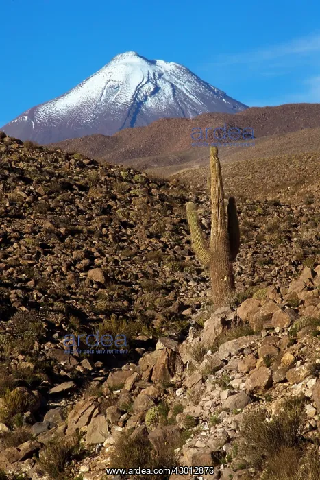 : Volcano - with cactus Atacama - Chile : Volcano - with cactus Atacama - Chile
