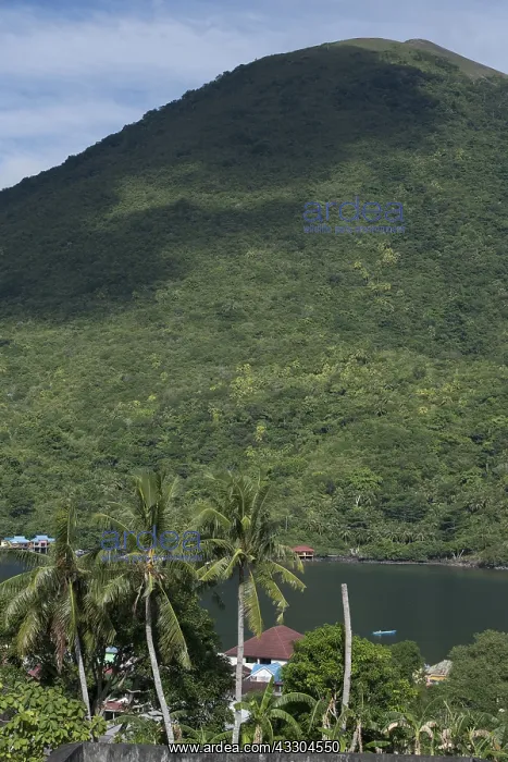: Volcano - Coconut trees and volcano pinnacle in : Volcano - Coconut trees and volcano pinnacle in