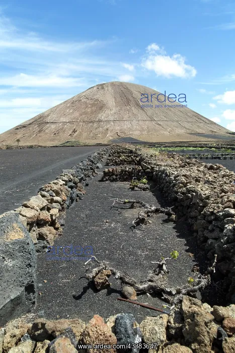 : Volcano cone and black volcanic soil farmland, near : Volcano cone and black volcanic soil farmland, near