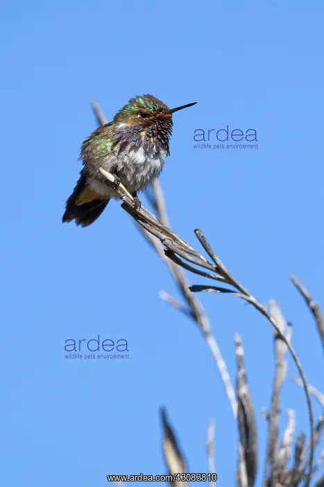  : Volcano Hummingbird (male)