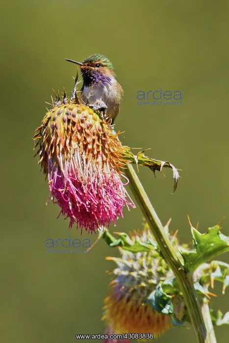 : Volcano Hummingbird (male) : Volcano Hummingbird (male)