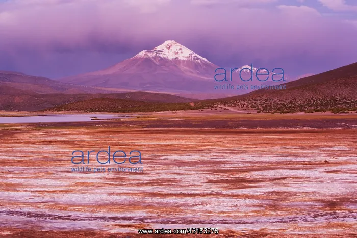 : Volcano Isluga on the Altiplano in northern Chile near the B : Volcano Isluga on the Altiplano in northern Chile near the B