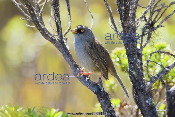 : Volcano Junco : Volcano Junco