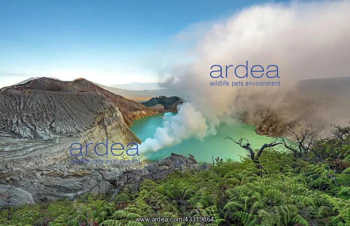 : Volcano Kawah Ijen, volcanic crater with crater : Volcano Kawah Ijen, volcanic crater with crater