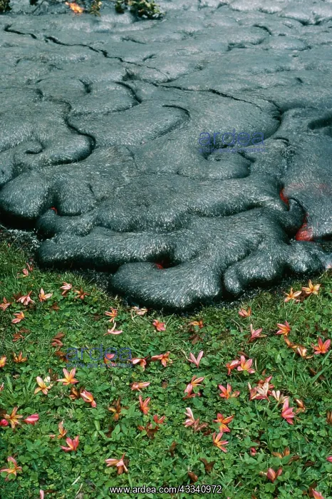 : VOLCANO - lava flowing through garden : VOLCANO - lava flowing through garden