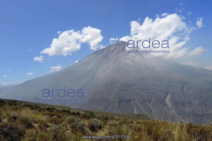 : Volcano Misti with clouds, Salinas and Aguada Blanca : Volcano Misti with clouds, Salinas and Aguada Blanca