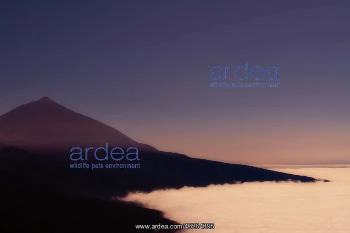 : Volcano Pico del Teide above trade winds, dawn : Volcano Pico del Teide above trade winds, dawn