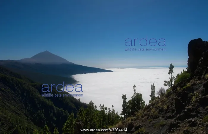  : Volcano Pico del Teide above trade winds, Teide