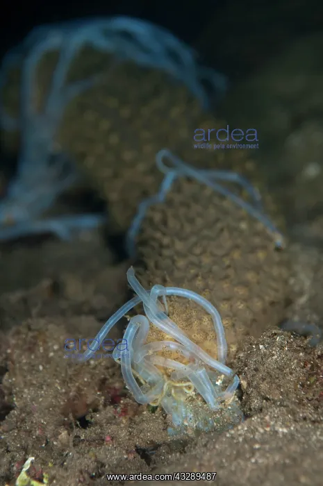 : Volcano Sea Cucumber - extruding defensive white : Volcano Sea Cucumber - extruding defensive white