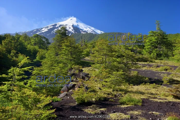 : Volcano Villarrica - snow covered and smoking volcano : Volcano Villarrica - snow covered and smoking volcano