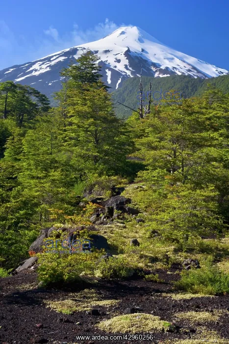 : Volcano Villarrica - snow covered and smoking volcano : Volcano Villarrica - snow covered and smoking volcano