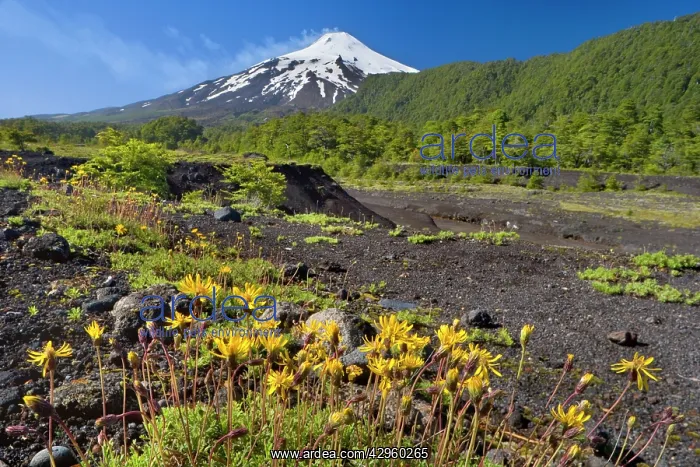 : Volcano Villarrica - snow covered and smoking volcano : Volcano Villarrica - snow covered and smoking volcano