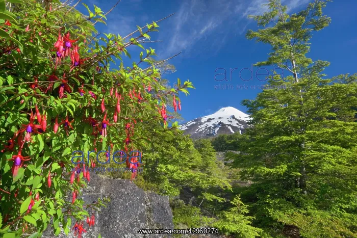 : Volcano Villarrica - snow covered and smoking volcano : Volcano Villarrica - snow covered and smoking volcano