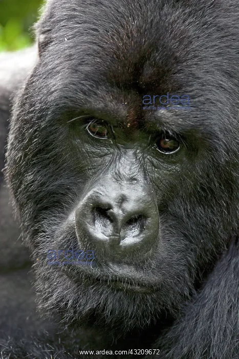 : Volcanoes NP, Rwanda, Mountain Gorillas : Volcanoes NP, Rwanda, Mountain Gorillas